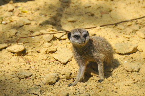 Zoo de Thoiry - 21 mai 2011