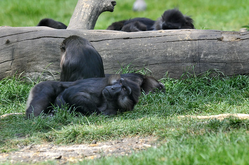 Zoo de Thoiry - 21 mai 2011