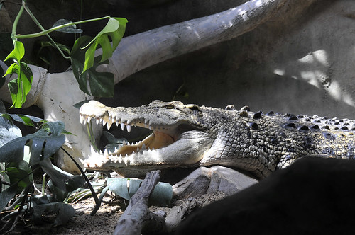 Zoo de Thoiry - 21 mai 2011