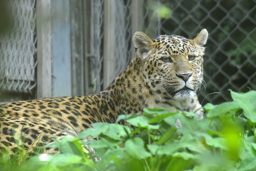 Zoo de Thoiry - 21 mai 2011