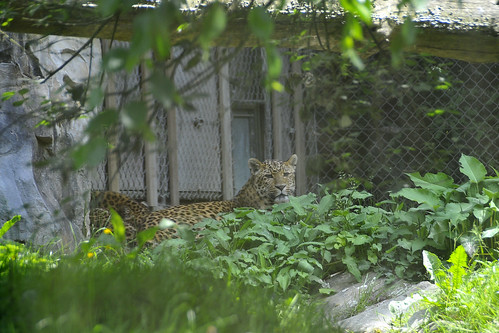 Zoo de Thoiry - 21 mai 2011