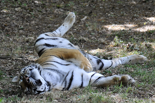 Zoo de Thoiry - 21 mai 2011