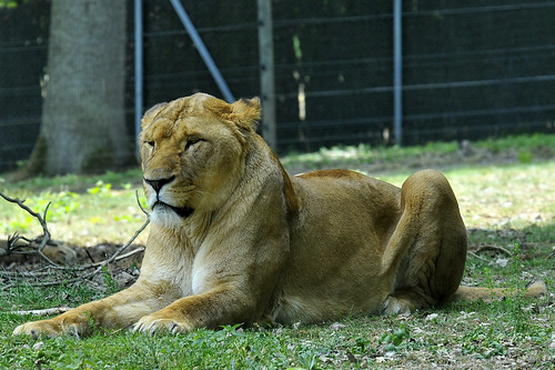 Zoo de Thoiry - 21 mai 2011